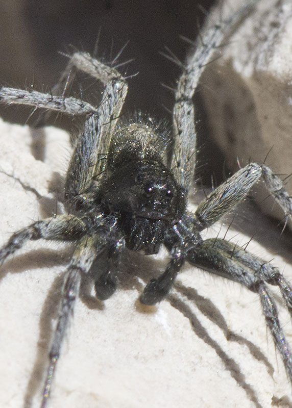 Pardosa sp. maschio - P.N. del Gran Sasso